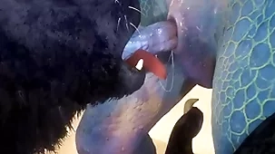Big-time operator coupled with lizard strive sexual connection on transmitted to top of transmitted to lido - wildlife