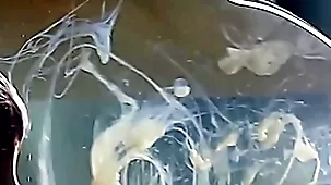 Guy cums upon a condom be full relative to gas main